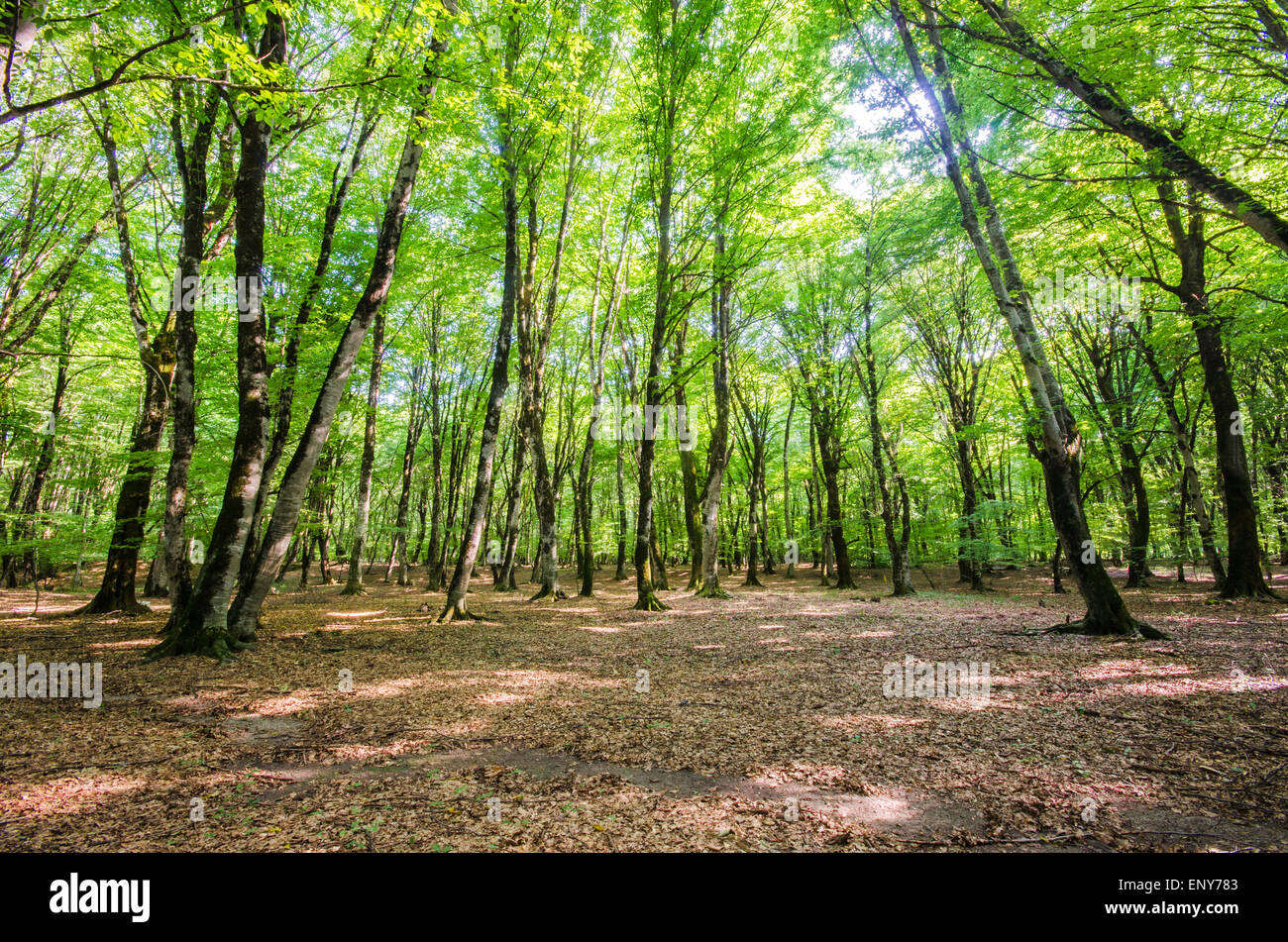 Green forest during bright summer day Stock Photo - Alamy