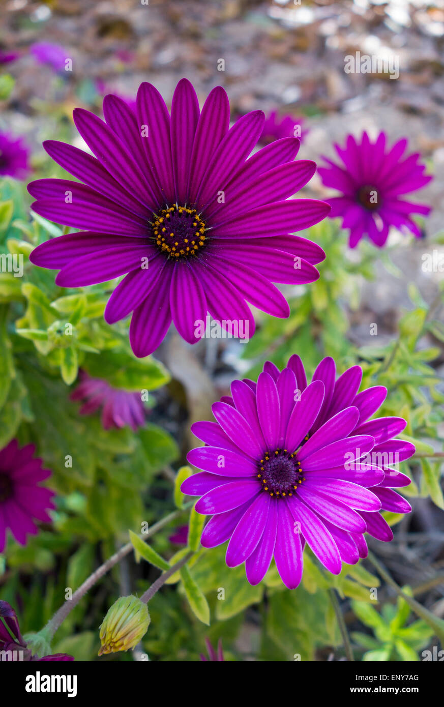 Purple African Daisy, Osteospermum jucundum, in bright coloration in a park in Malta, Mediterranean Sea. Stock Photo