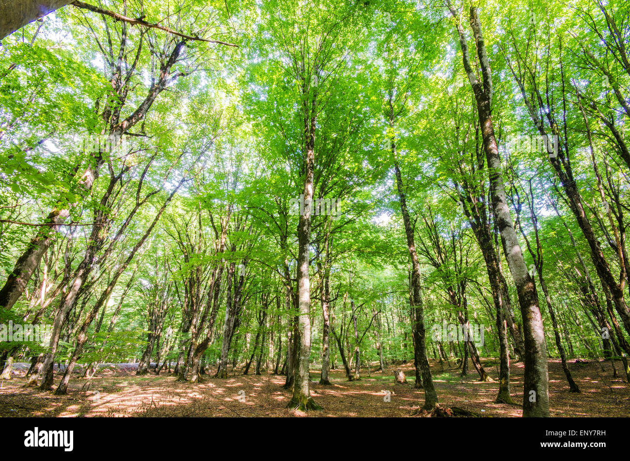Green forest during bright summer day Stock Photo - Alamy
