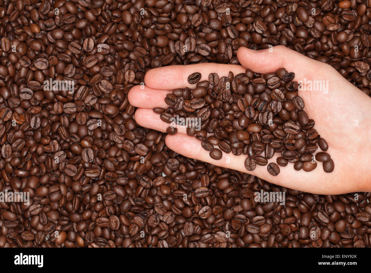 Frisch geröstete Kaffeebohnen auf einer Hand Stock Photo