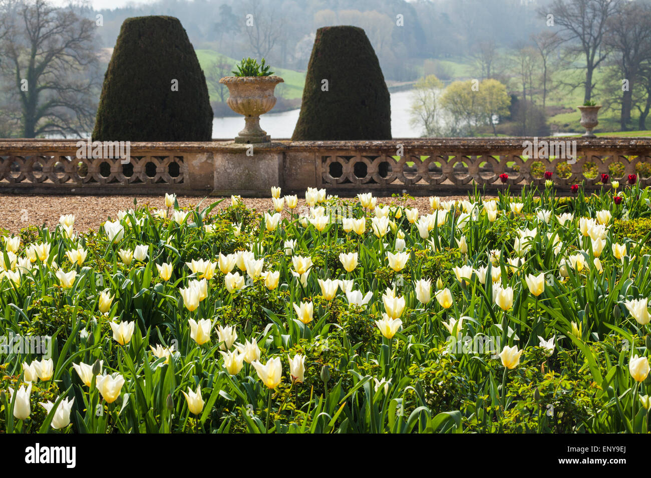 Tulips on the terrace at Bowood House in Wiltshire with a view of the lake beyond. Stock Photo