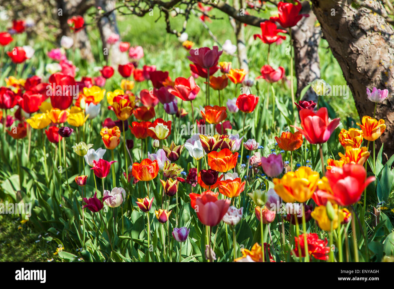 Tulips in the private walled garden at Bowood House in Wiltshire. Stock Photo