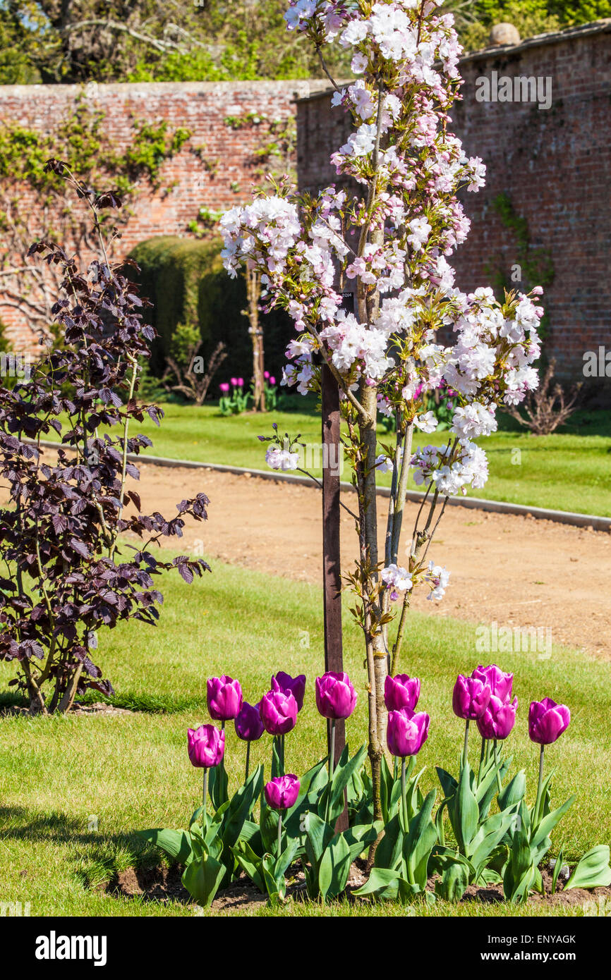 Cherry blossom and tulips along the Hazel Walk in the private walled garden at Bowood House in Wiltshire. Stock Photo