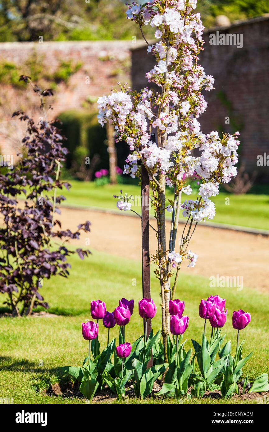 Cherry blossom and tulips along the Hazel Walk in the private walled garden at Bowood House in Wiltshire. Stock Photo