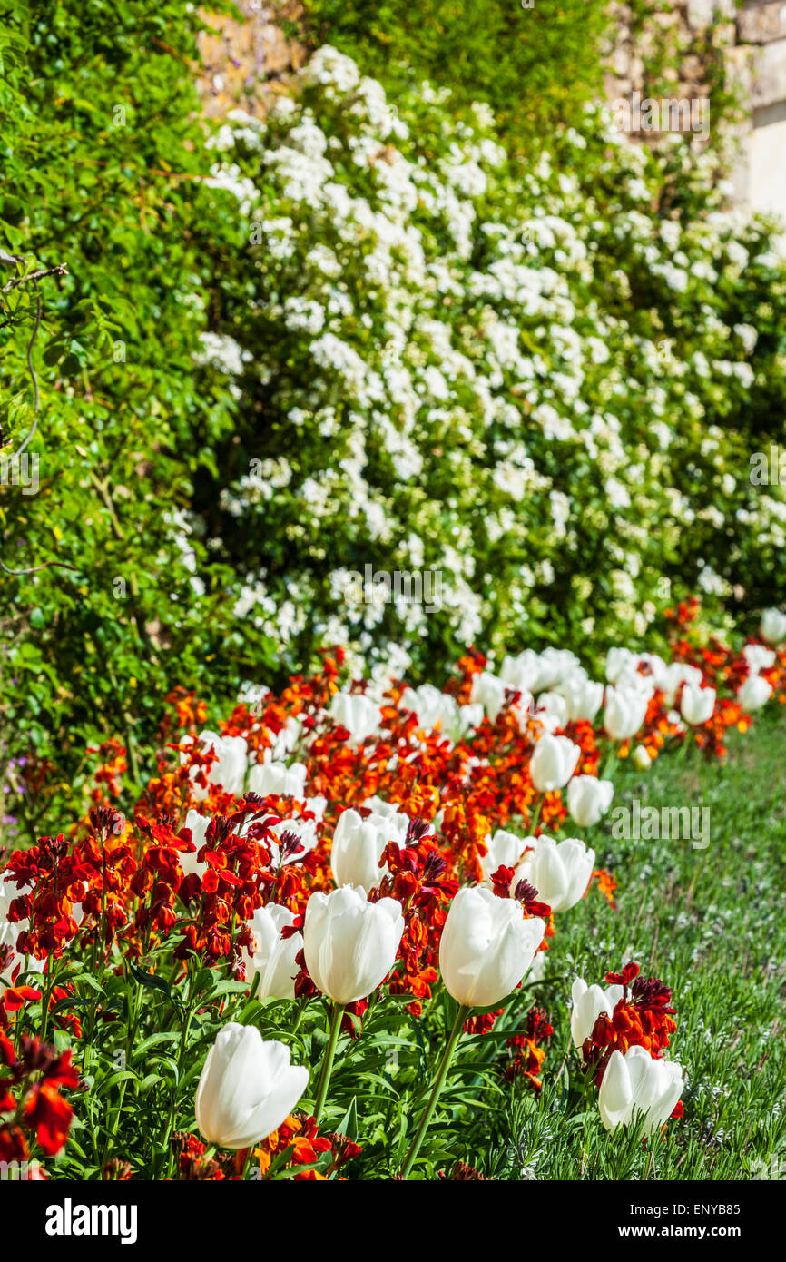 White tulips and orange wallflowers in a border at Bowood House in Wiltshire. Stock Photo