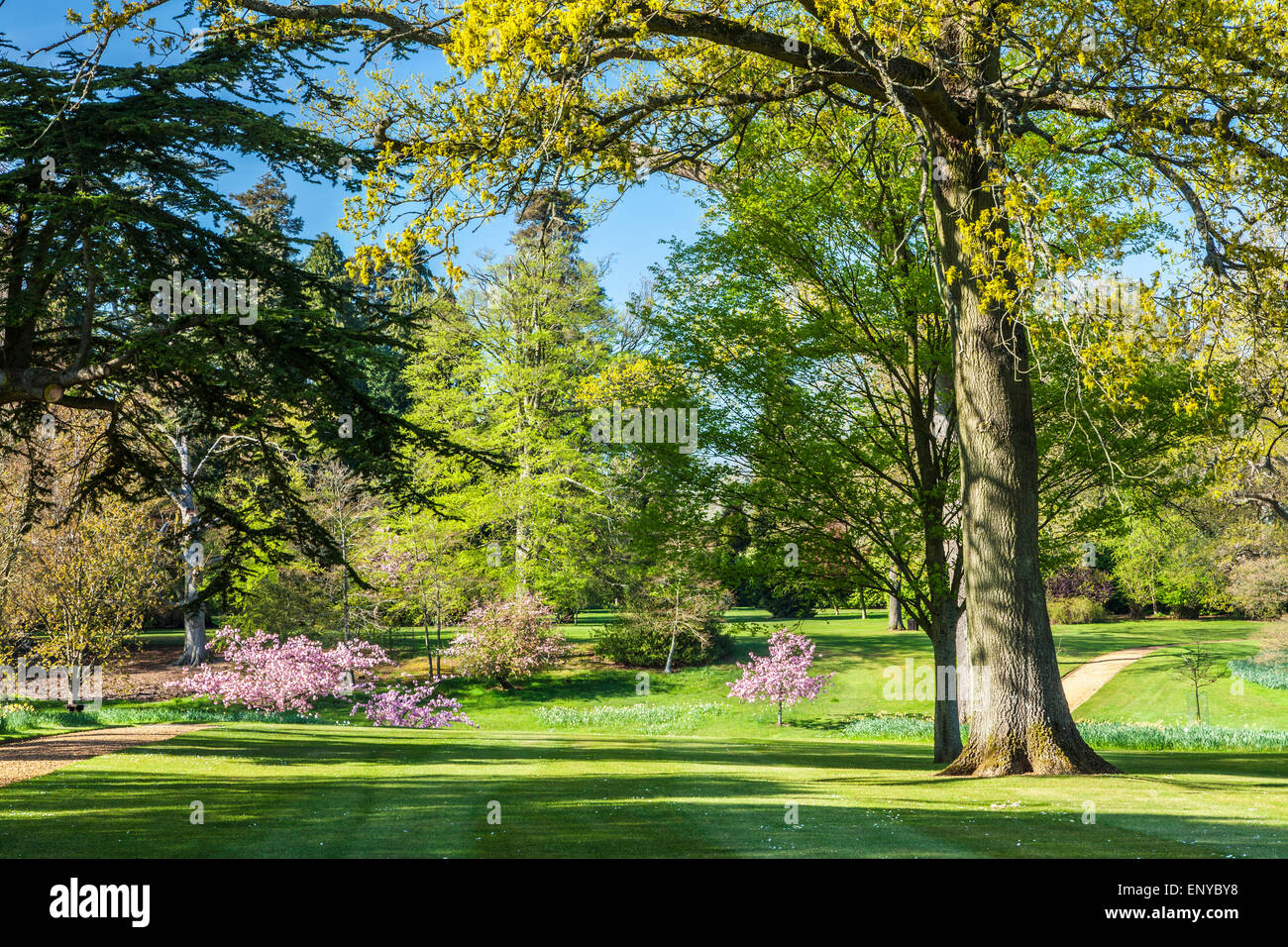 The parkland on the  Bowood Estate in Wiltshire in spring. Stock Photo