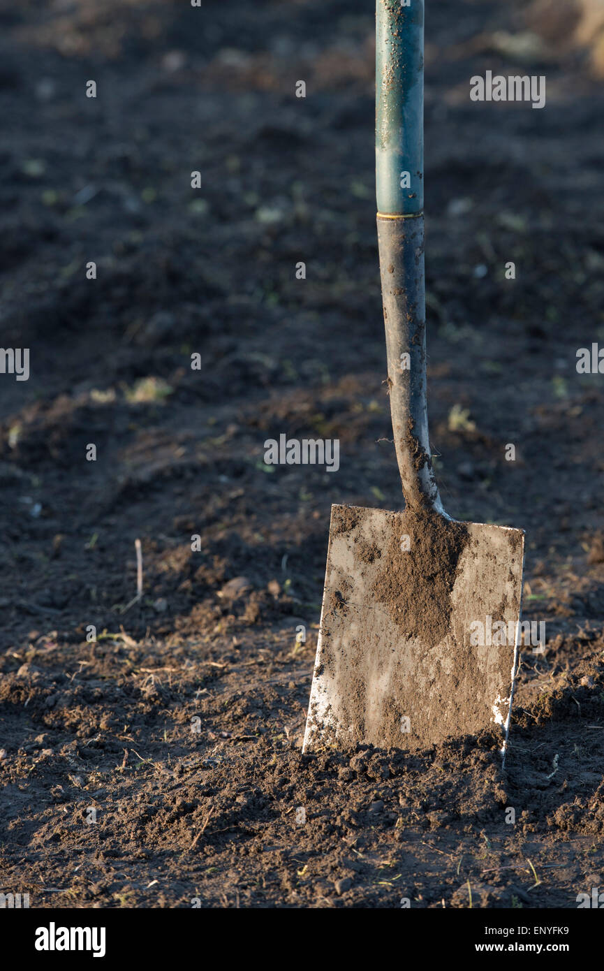 Garden spade used to take grass turf off a garden to make a vegetable patch. Scotland Stock Photo