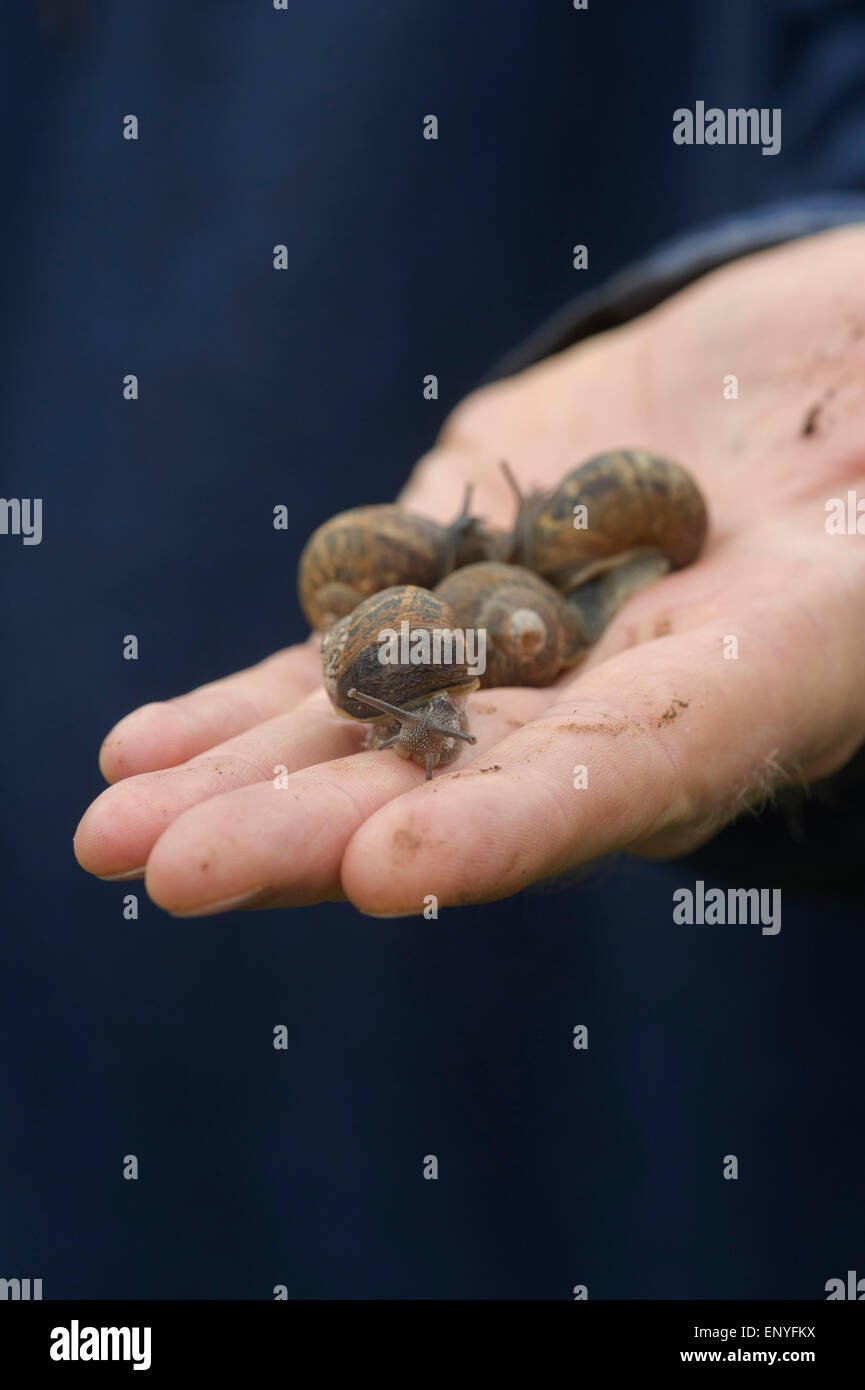 Gardeners hand holding garden snails Stock Photo
