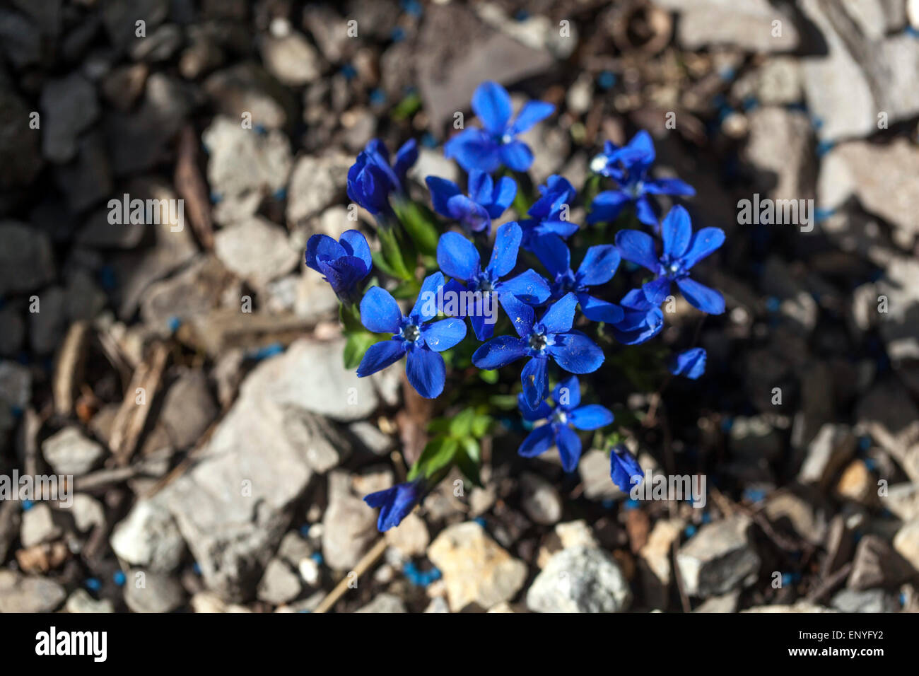 Spring Gentian, Gentiana verna Stock Photo