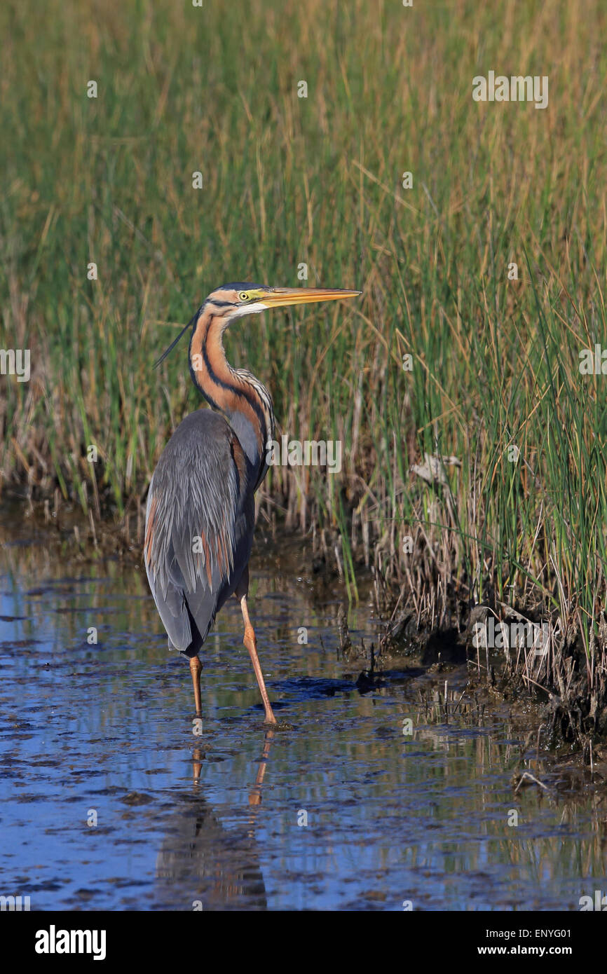 Purple Heron (Ardea purpurea) Stock Photo