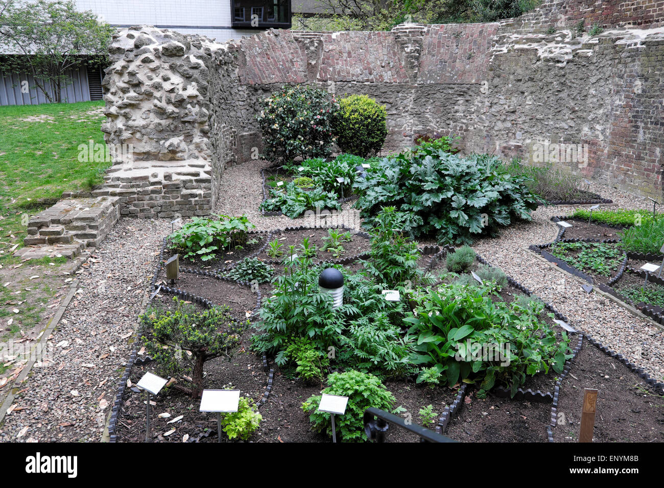 The Barber Surgeons' Hall Tower Herb Garden was orignally created in1597 and contains 16th C herbal remedy plants  Barbican London Wall UK  KATHY DEWITT Stock Photo