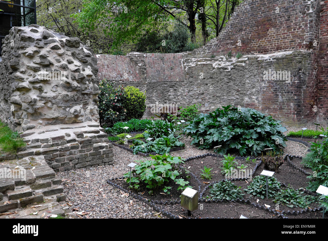 The Barber Surgeons' Hall Tower Herb Garden was orignally created in1597 and contains 16th C herbal remedy plants  Barbican London Wall UK  KATHY DEWITT Stock Photo