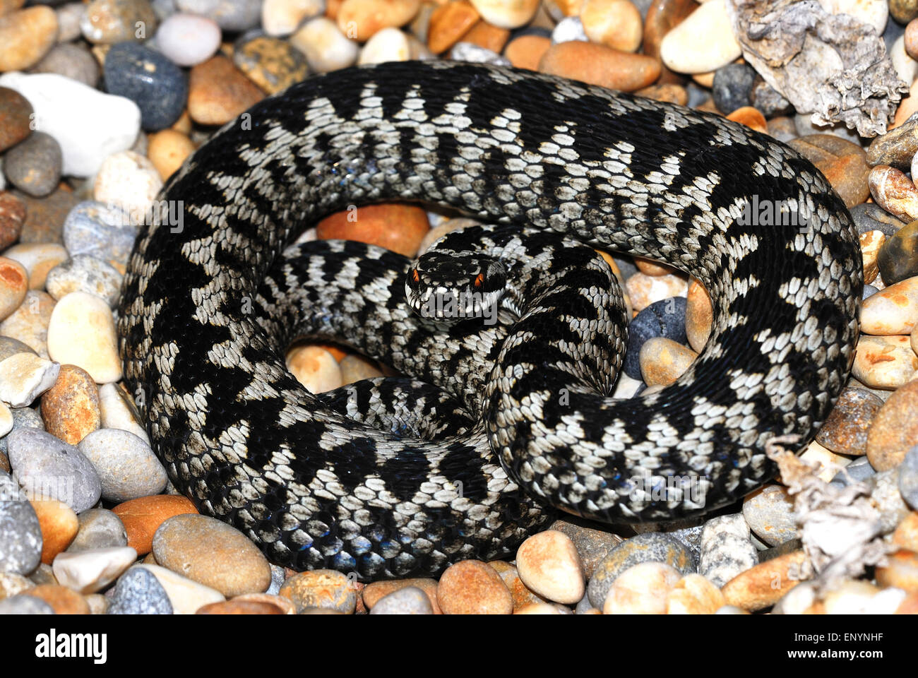 Adder species hi-res stock photography and images - Alamy