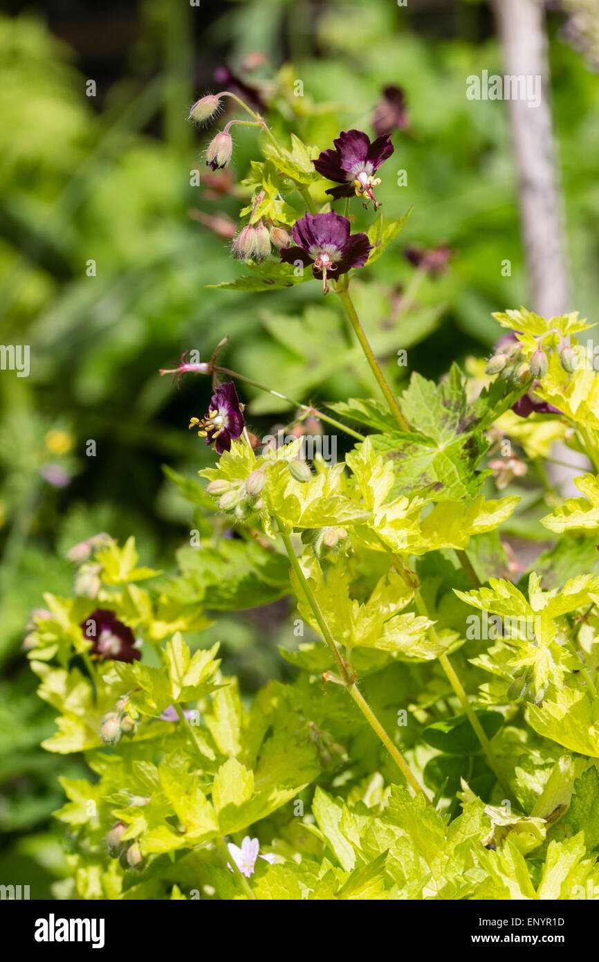 Golden foliage and dusky flowers of the late spring flowering Geranium phaeum 'Sericourt' Stock Photo