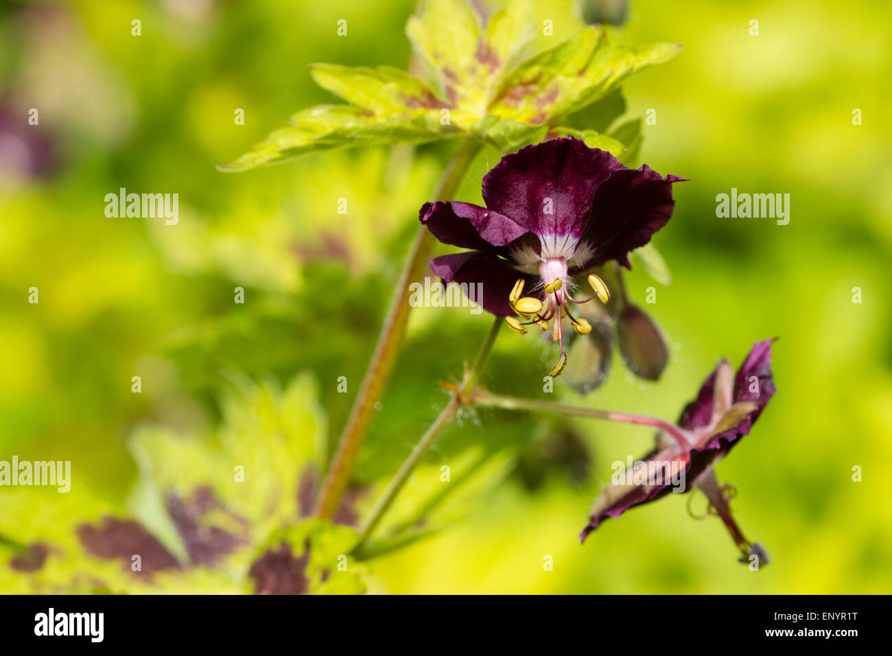 Golden foliage and dusky flowers of the late spring flowering Geranium phaeum 'Sericourt' Stock Photo