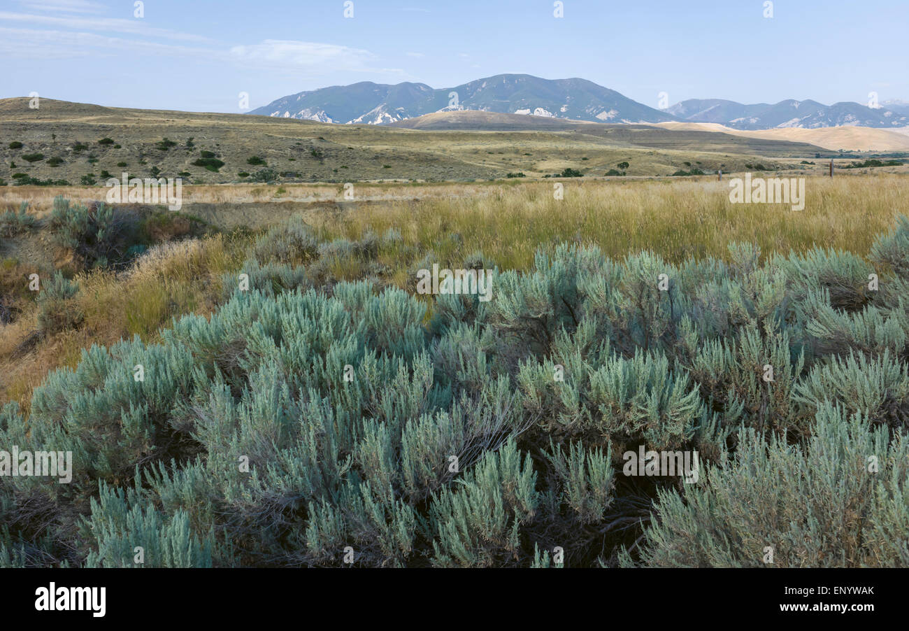 Sagebrush hires stock photography and images Alamy