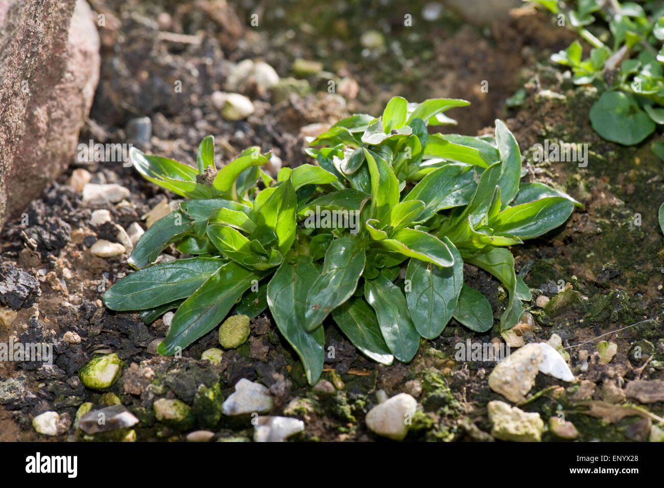 Young broad-leaved willowherb, Epilobium montanum, plant in a garden rockery, Berkshire, March Stock Photo