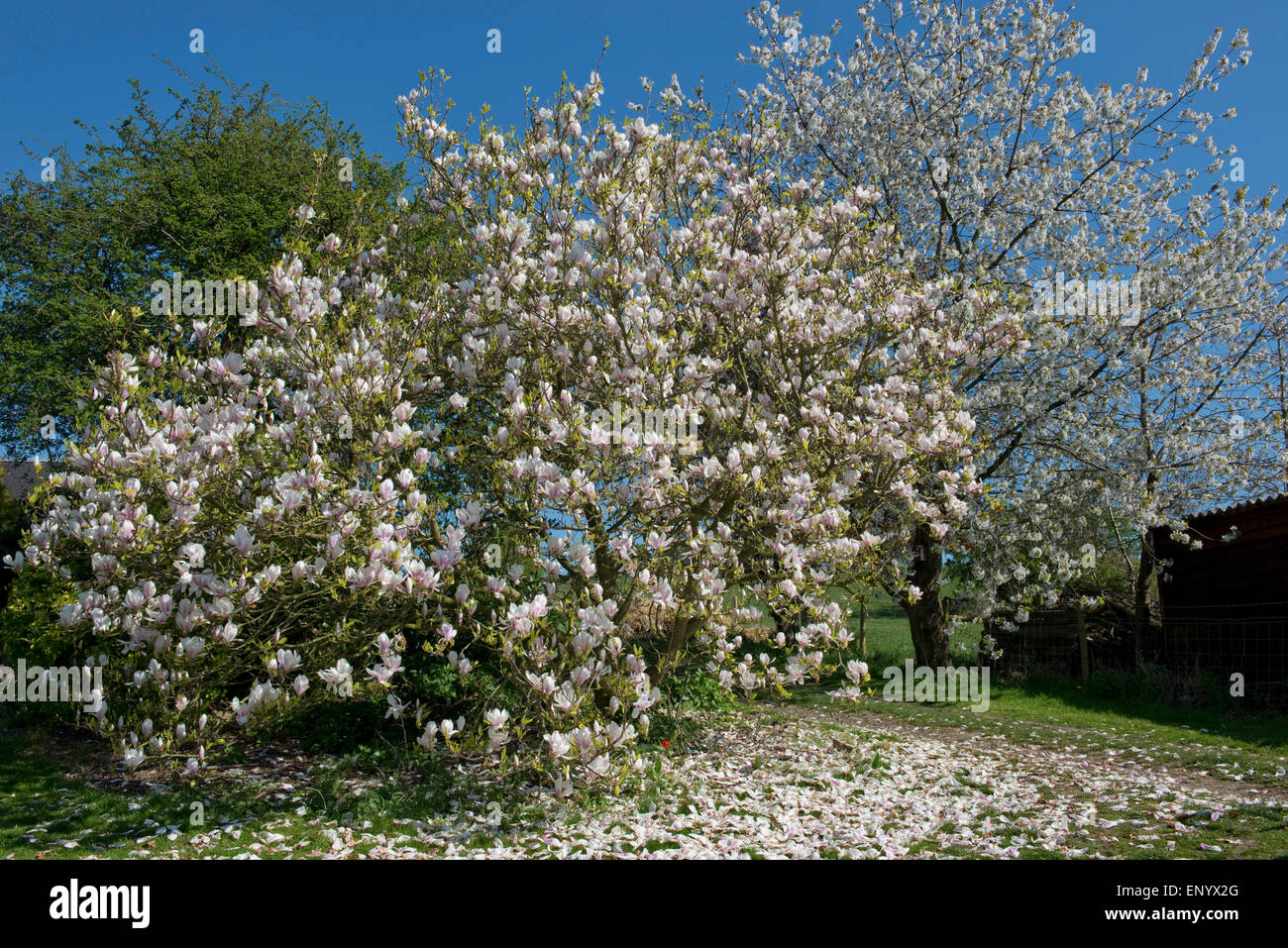 Petals falling on a large flowering Magnolia x soulangeana tree, behind
