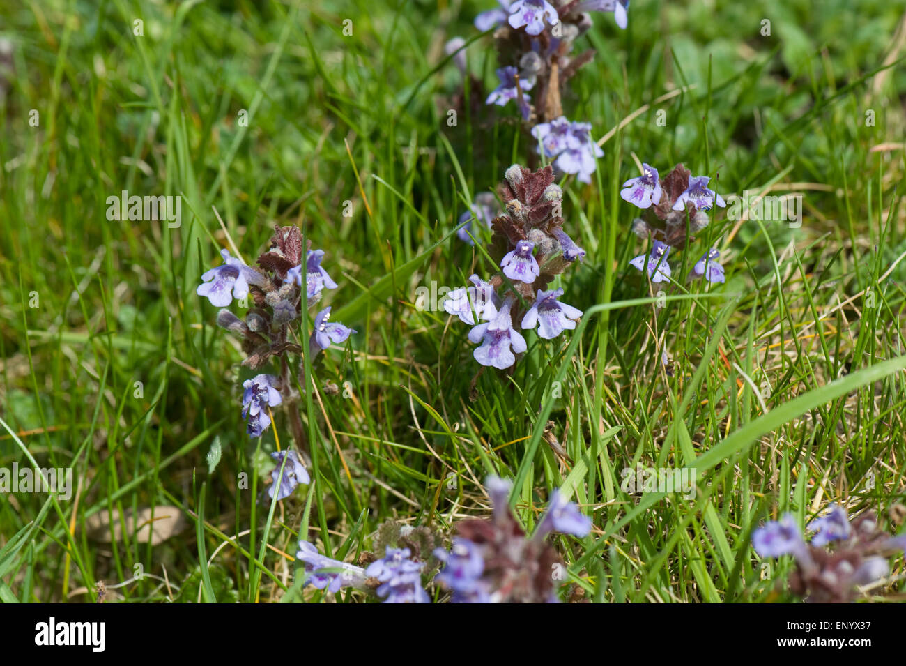 Ground ivy, Glechoma hederacea, flowering plants in short grassland, Berkshire, April Stock Photo
