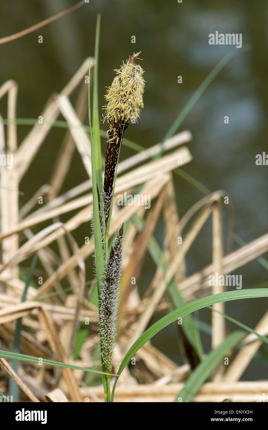Common or black sedge, Carex nigra, flowering on the bank of the Kennet and Avon Canal, Hungerford, Berkshire, April Stock Photo