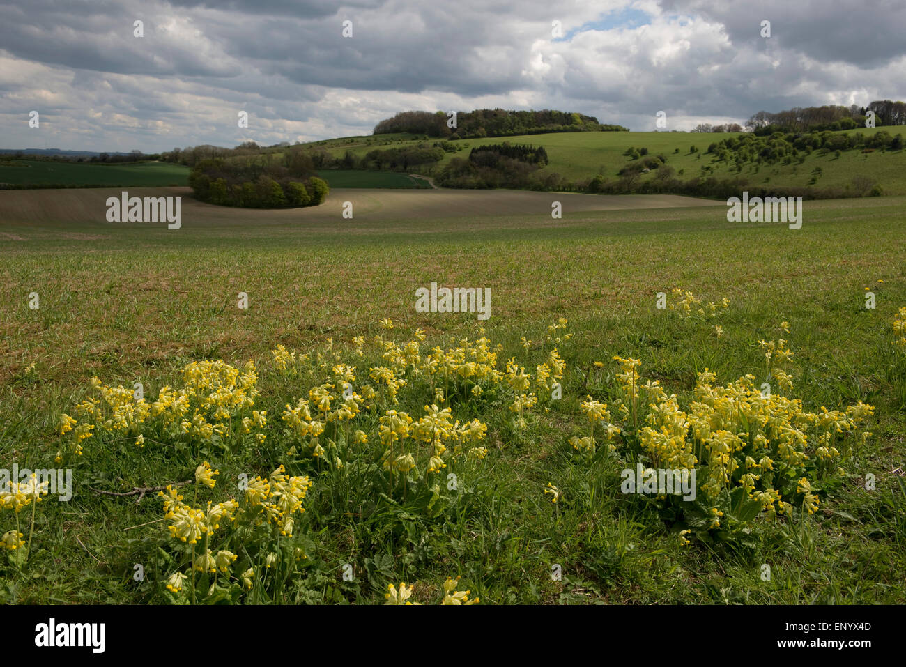 A crop of spring barley on a fine early spring day with with flowering cowslips in the foreground and dowland behind, Berkshire, Stock Photo
