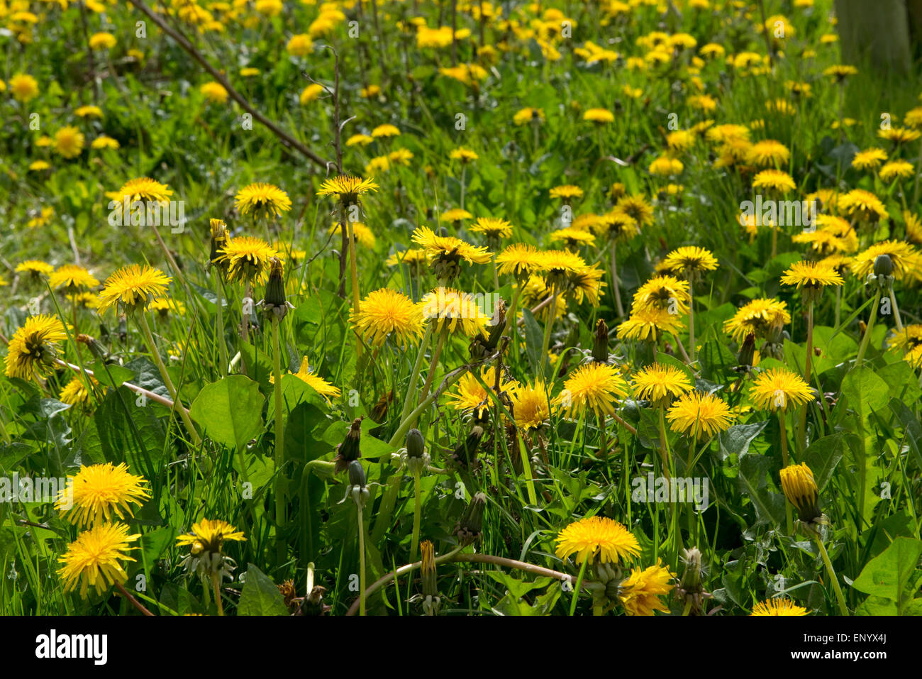 Yellow flowering dandelions, Taraxacum officinale, inb spring, Berksahire, April Stock Photo