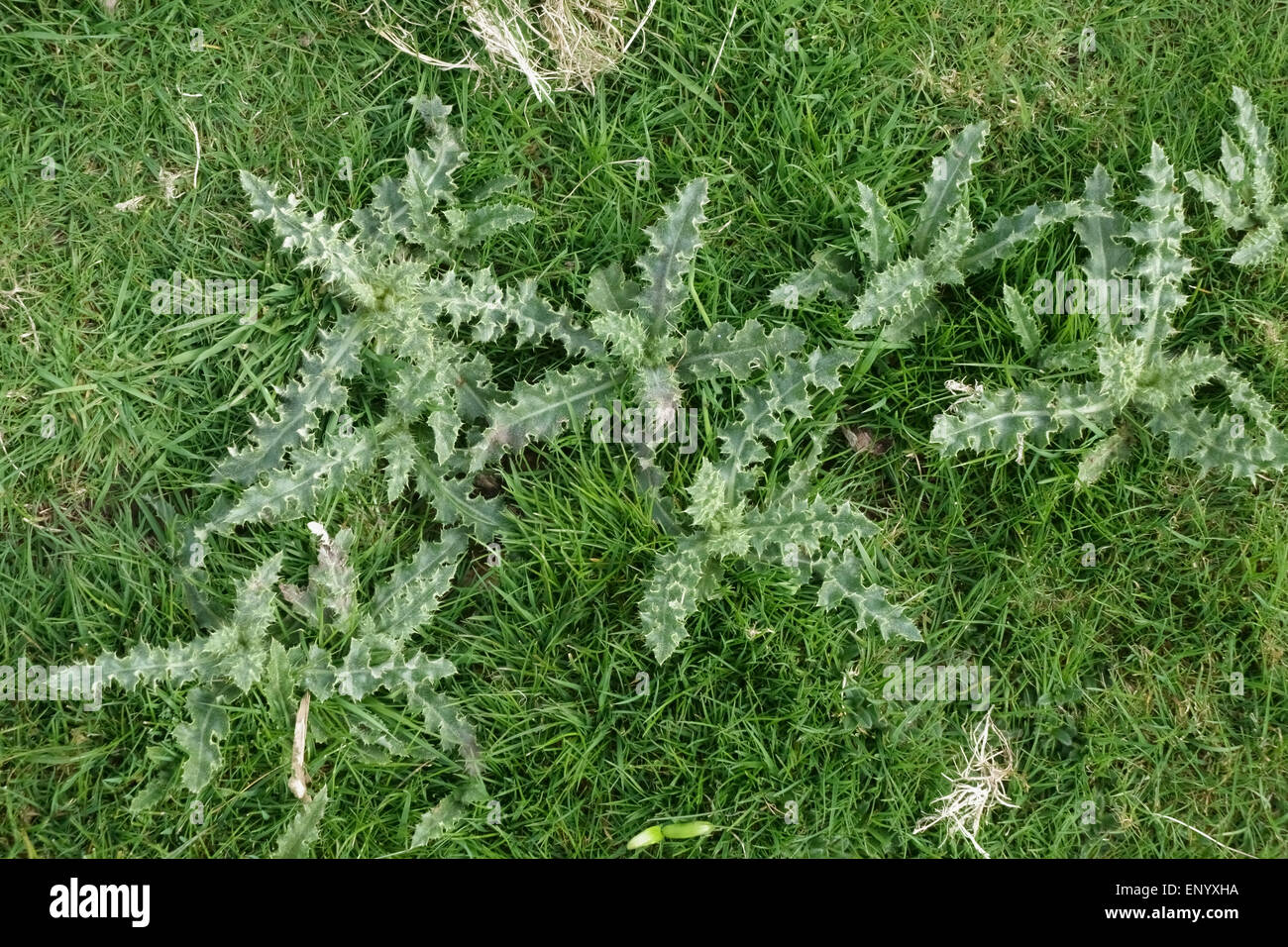 Young creeping thistle plants, Cirsium arvense, self-seeded in grass  pasture in spring, Berkshire, April Stock Photo