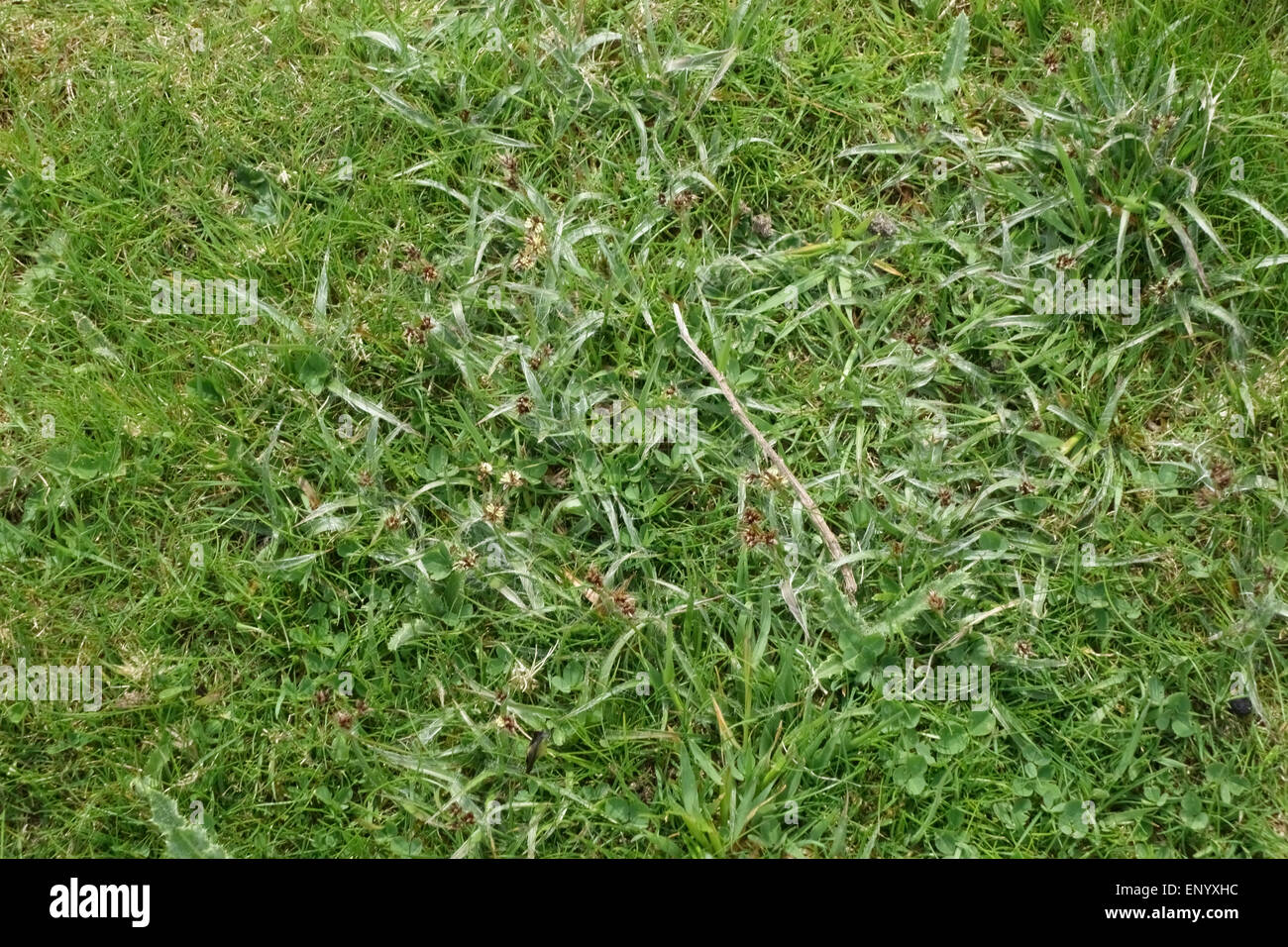 Field woodrush or Good Friday grass, Luzula campestris, flowering in short grassland, Berkshire, April Stock Photo