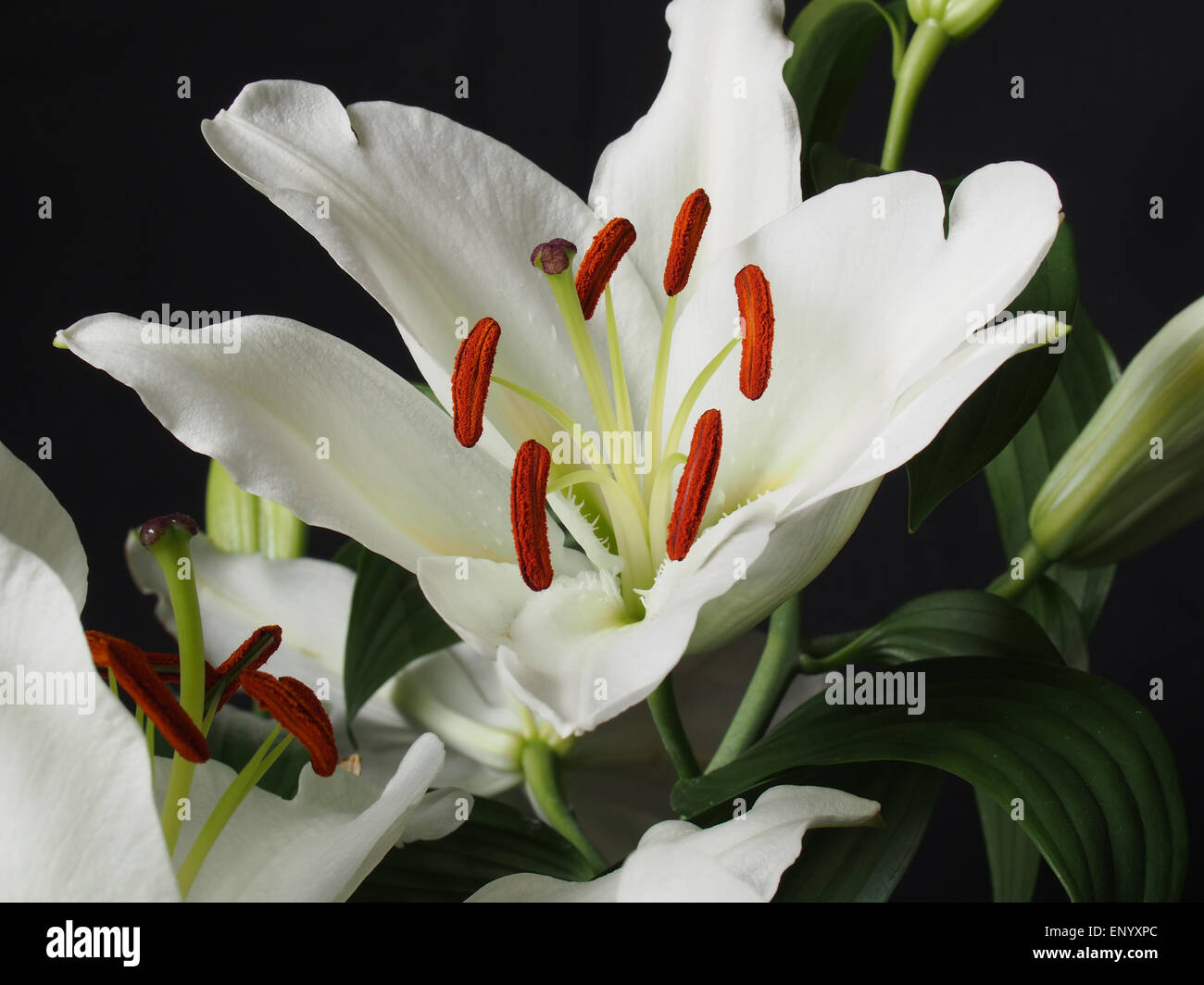 Open lily flower hi-res stock photography and images - Alamy