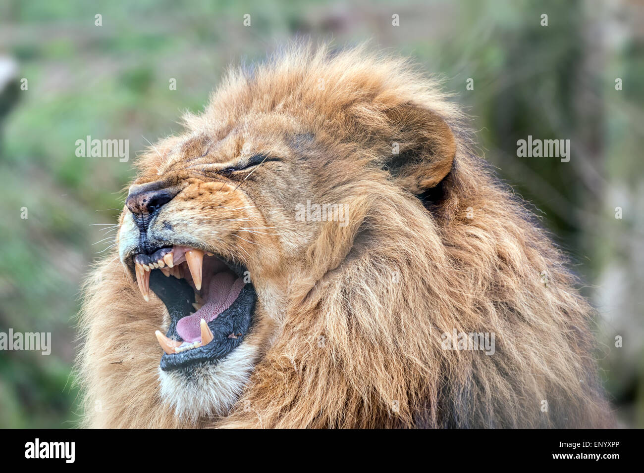 lion with mouth open showing fangs Stock Photo Alamy