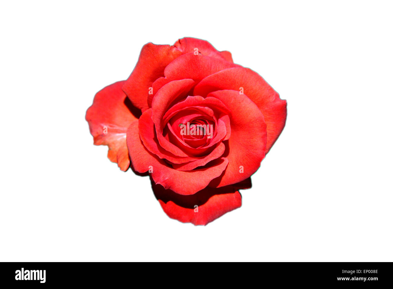 Rote Rose - Symbolbild Liebe/ Valentinstag/ red rose - symbolic image for love, afection and Valentines Day.berlin.de. Stock Photo
