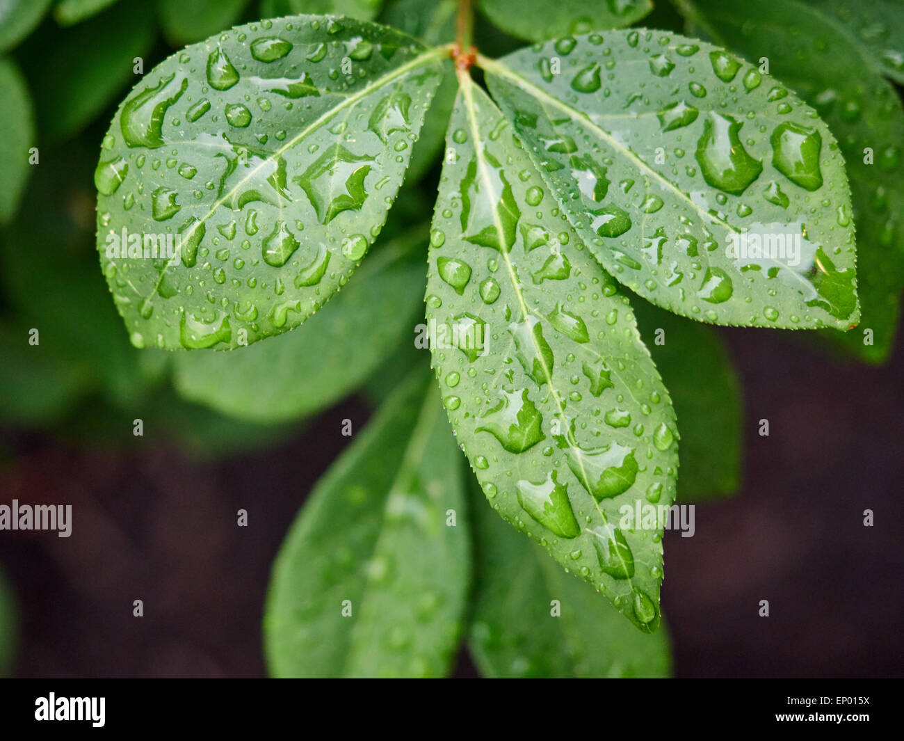 Green leaf with water drops for background Stock Photo - Alamy