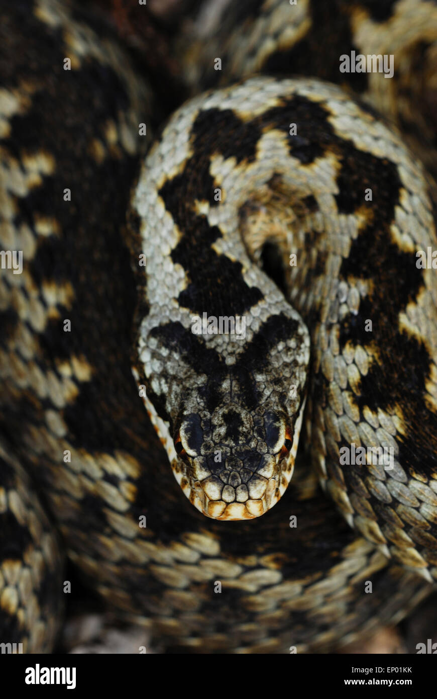 A curled up adder UK Stock Photo