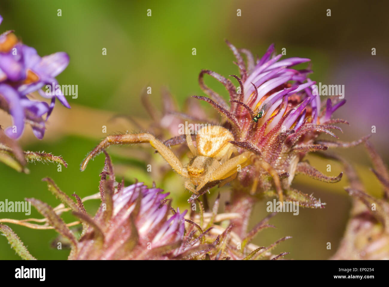 Golden rod crab spider, Misumena vatia, hiding among late summer aster blossoms, Symphyotrichum ciliolatum. Stock Photo