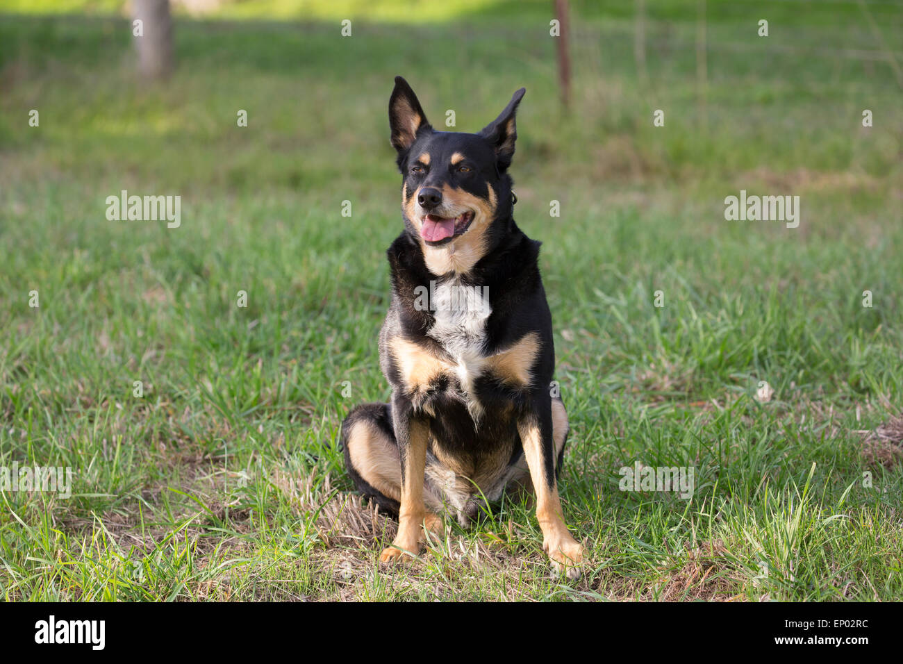 Australian sheepdog kelpie 2025
