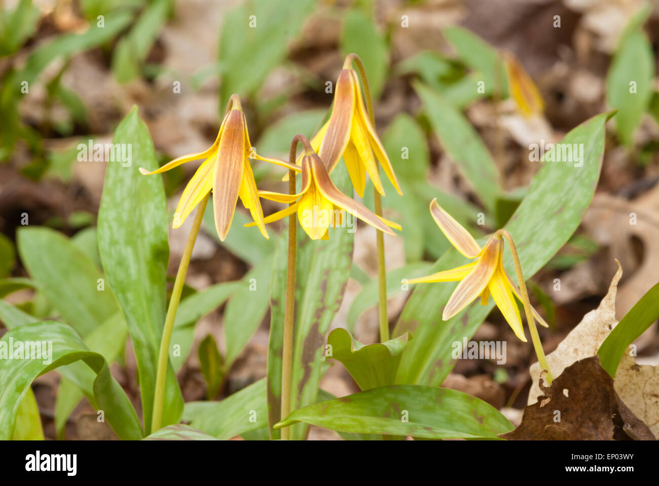 Troutlily, Erythronium americanum, cluster growing in the Parrots Bay