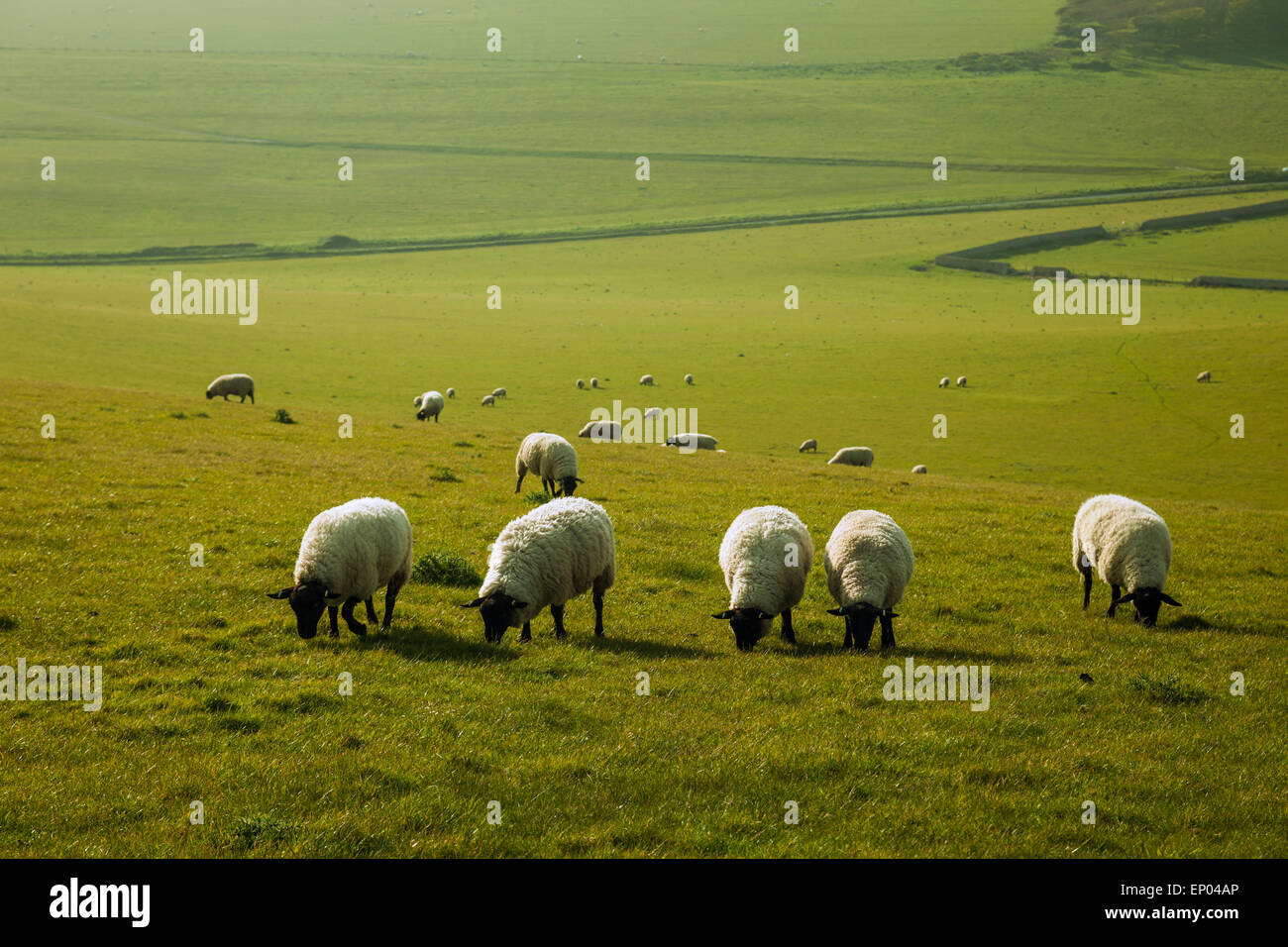 Sheep grazing on the South Downs in spring, East Sussex, England. Stock Photo