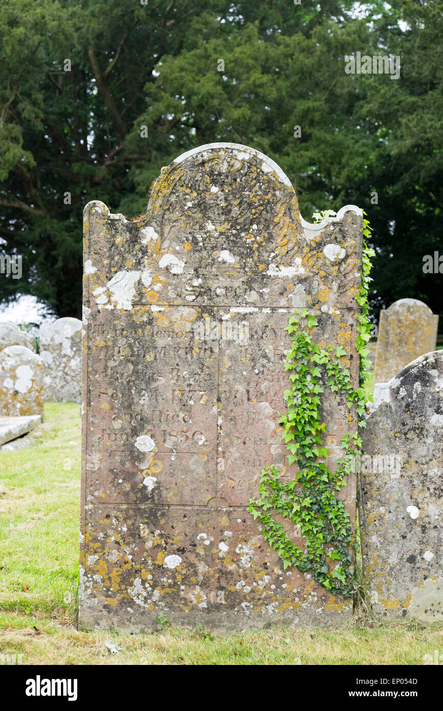 Old gravestone with Ivy growing and patches of Lichen Stock Photo - Alamy
