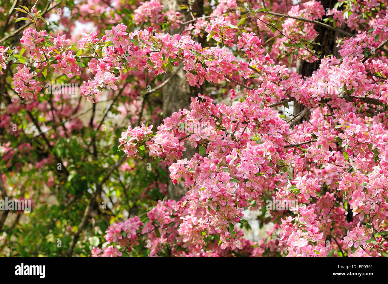 Apple tree blossoms in full bloom Stock Photo Alamy