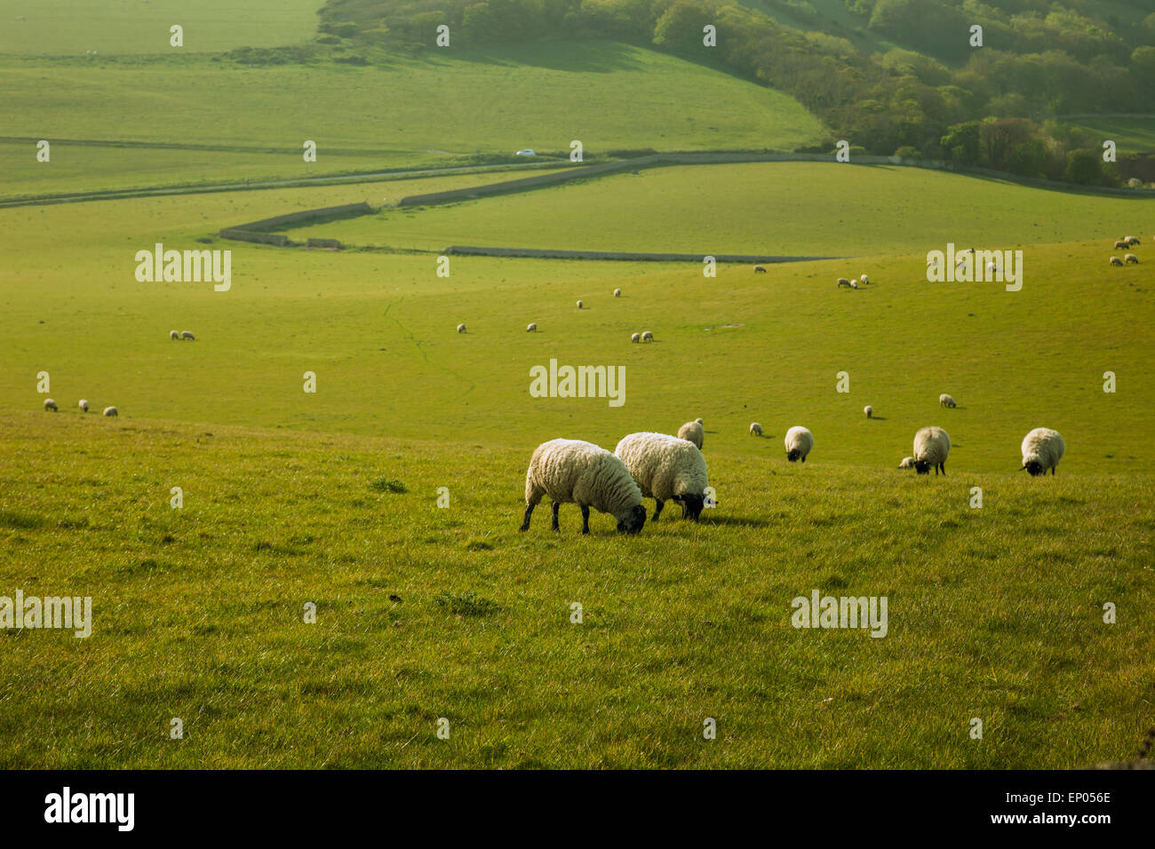 Sheep grazing on the South Downs in spring, East Sussex, England Stock