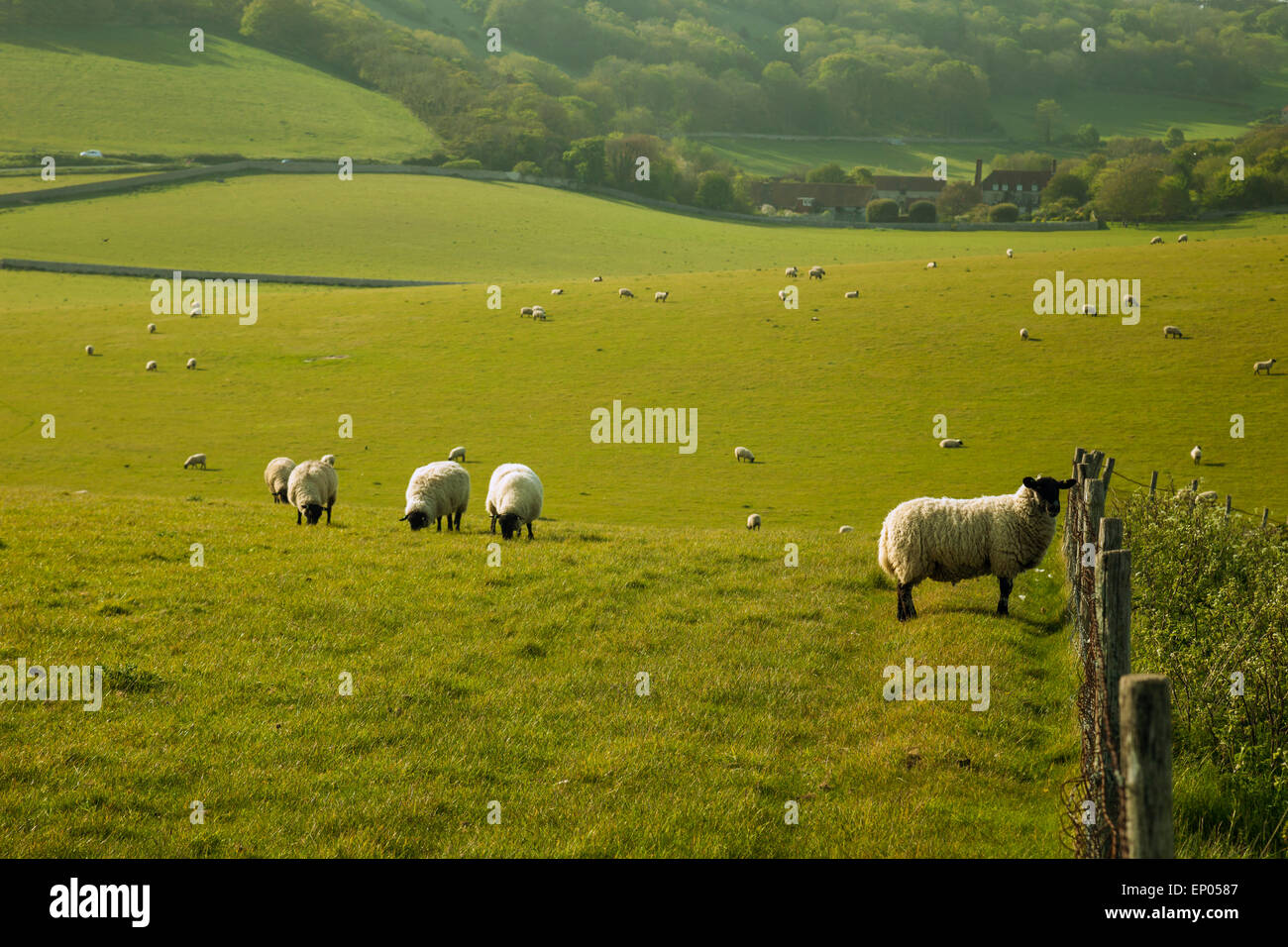 Sheep grazing on the South Downs in spring, East Sussex, England. Stock Photo