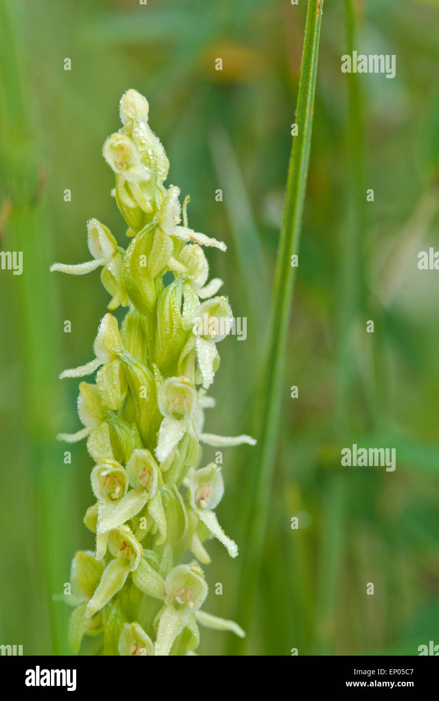 Tall white orchid, Platanthera dilatata, growing in a damp area near the Vermilion Lakes in Banff National Park, Alberta Stock Photo