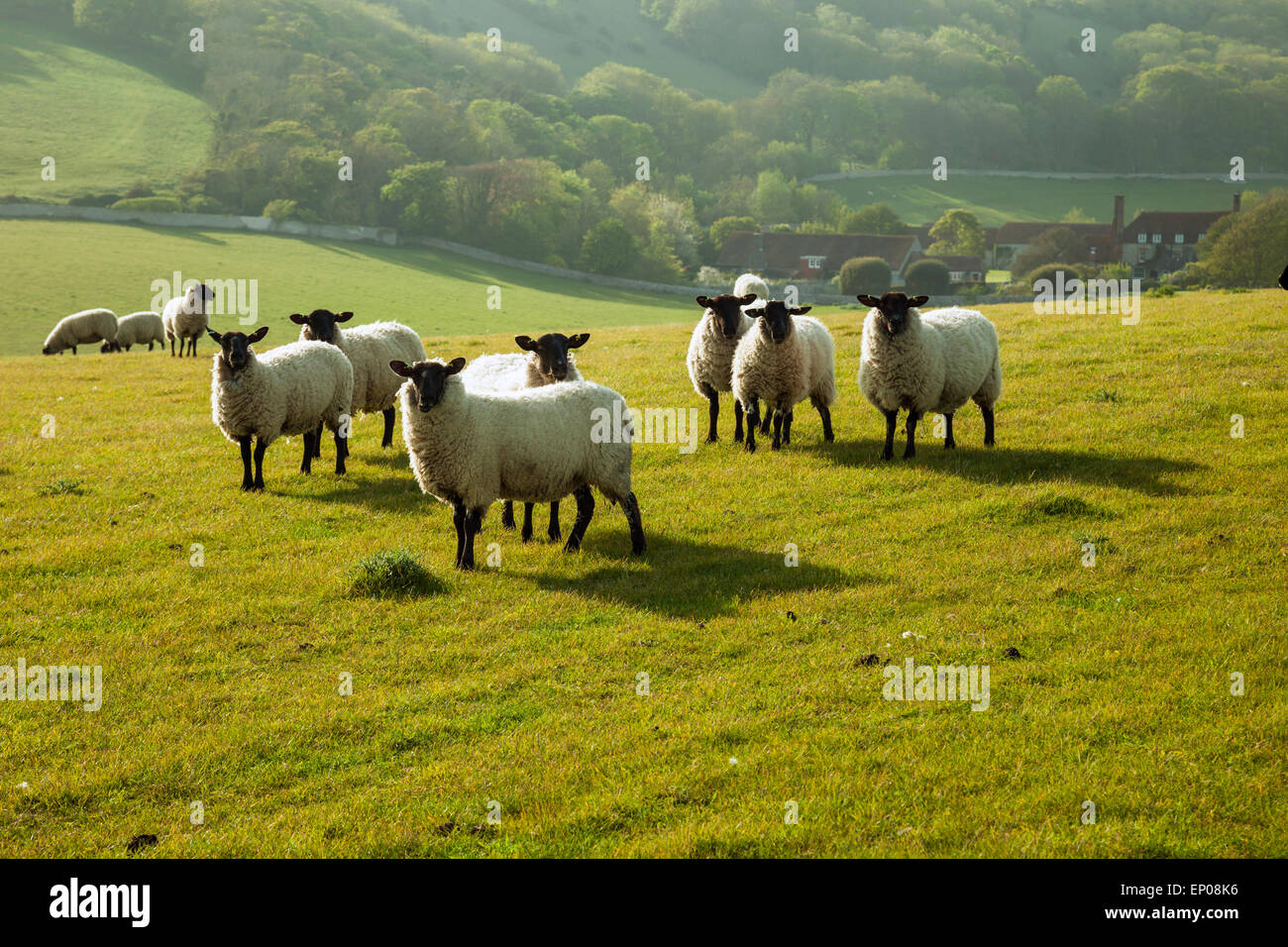 Sheep grazing on the South Downs in spring, East Sussex, England Stock ...