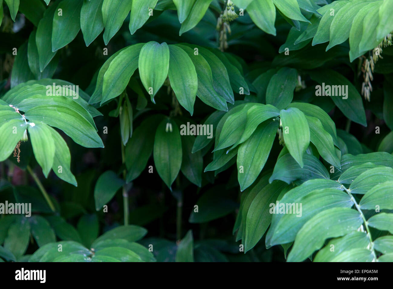 Fresh green leaves of Polygonatum odoratum Solomons Seal Stock Photo