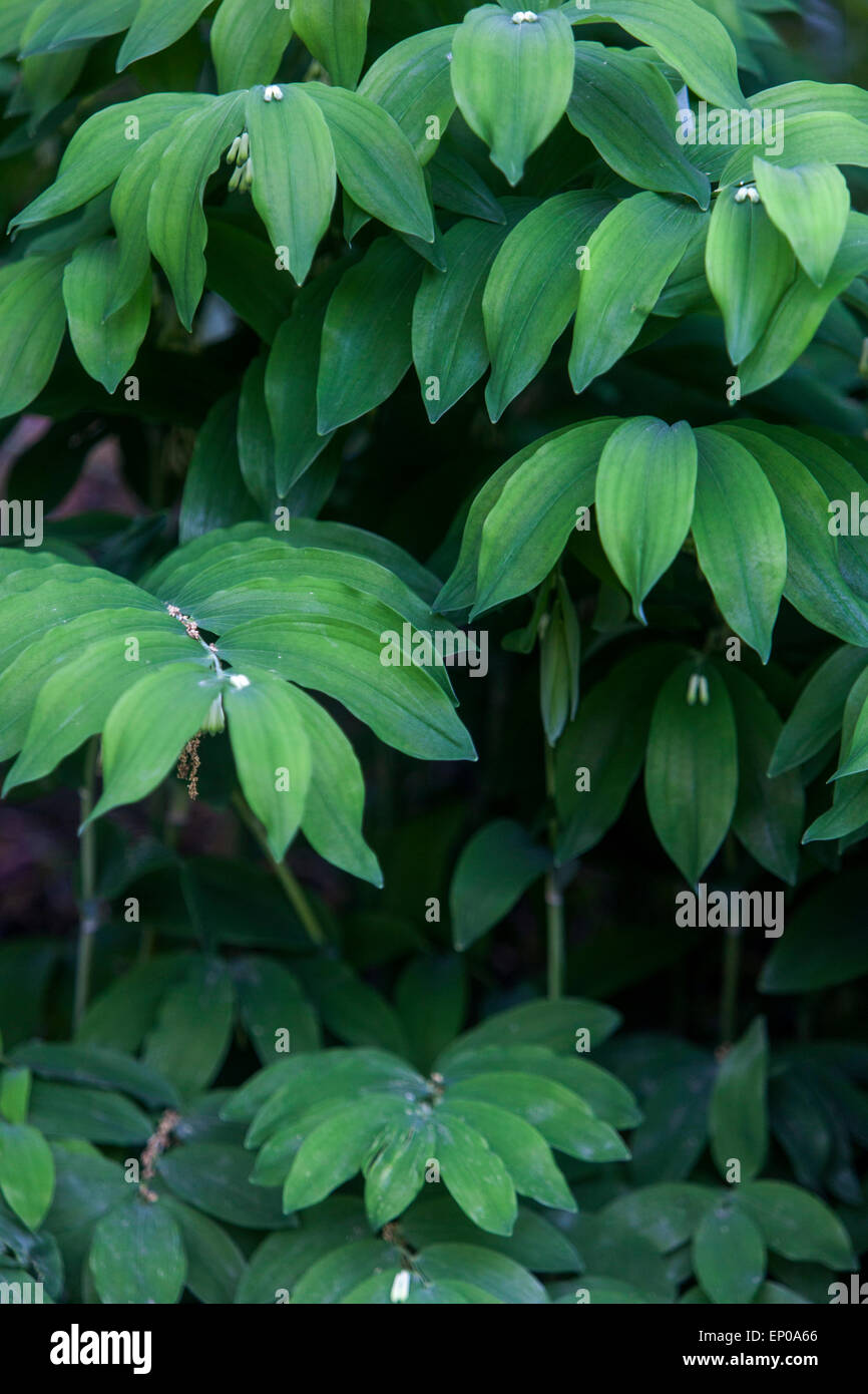 Fresh green leaves of Polygonatum odoratum Stock Photo