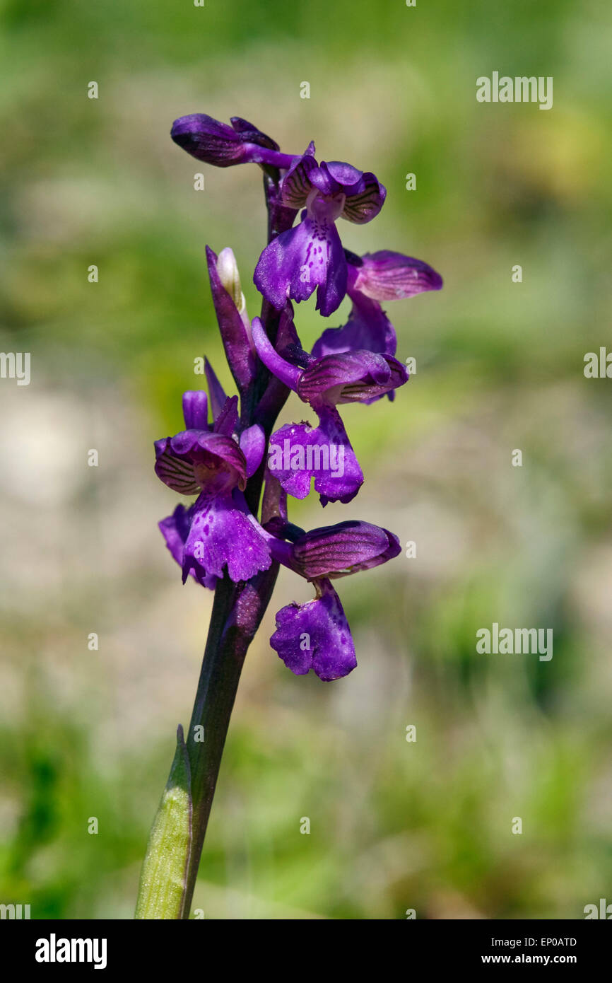 Green-Winged Orchid (Orchis morio). Howell Hill Nature Reserve, Ewell, Surrey, England. Stock Photo