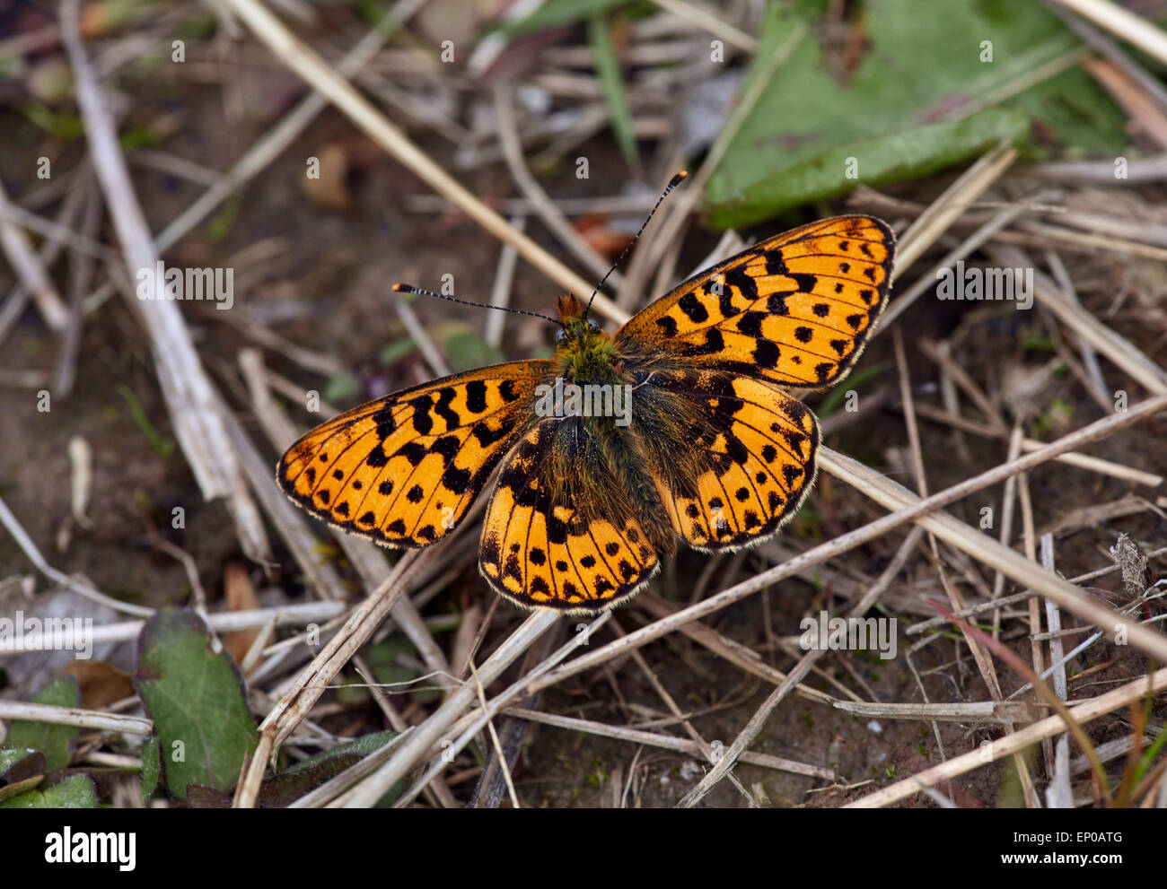 Pearl-Bordered Fritillary (male).  Rewell Wood, Arundel, Sussex, England. Stock Photo