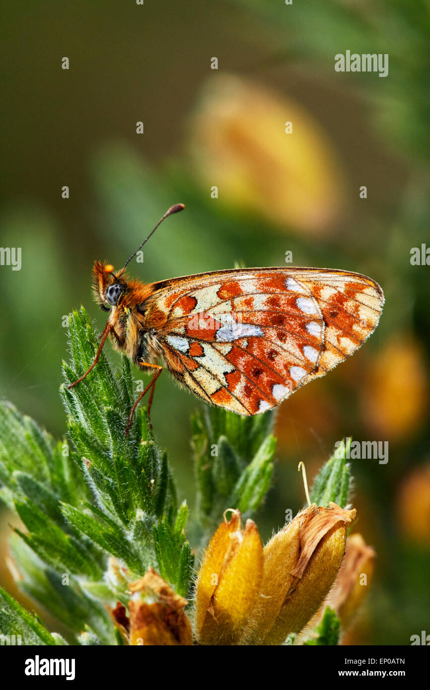 Pearl-Bordered Fritillary (female) on gorse.  Rewell Wood, Arundel, Sussex, England. Stock Photo