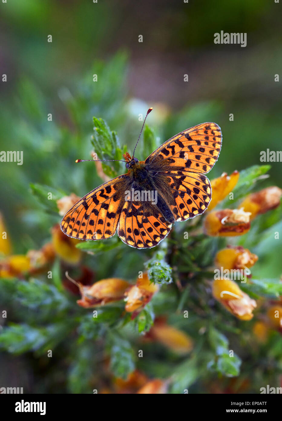Pearl-Bordered Fritillary (female) on gorse.  Rewell Wood, Arundel, Sussex, England. Stock Photo