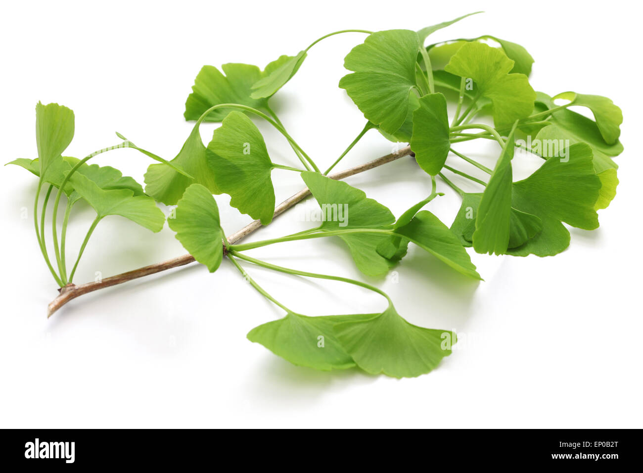 ginkgo biloba leaves isolated on white background Stock Photo
